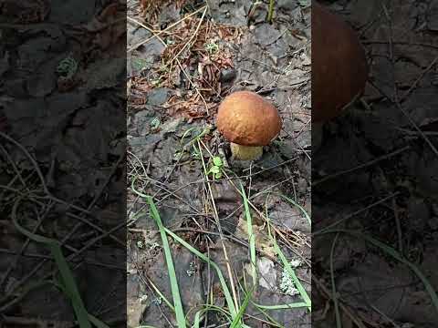 Видео: Тихая охота!