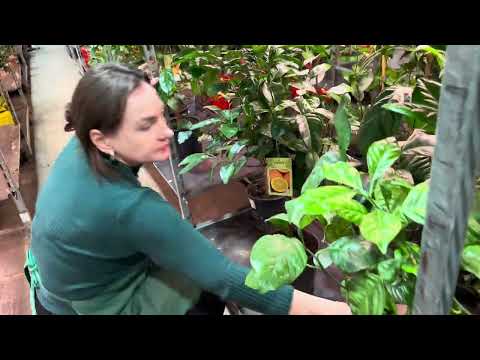 Видео: Обзор растений в СПб часть 2