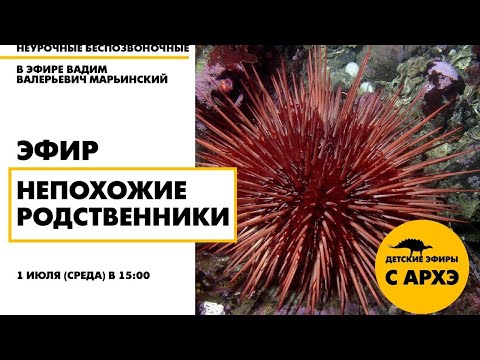 Видео: Детский эфир "Непохожие родственники" в рамках рубрики "Неурочные беспозвоночные"