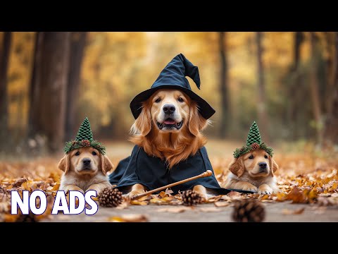 Видео: 12 Часов Успокаивающая Музыка Для Собак🎵Музыка От Разлуки🐶Исцеление Сном