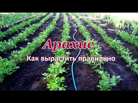 Видео: 🥜 АРАХИС 🌿 Как вырастить правильно