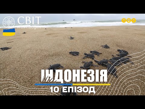 Видео: Острів Ява: гігантські морські черепахи та незвична макаронна фабрика. Світ навиворіт 10 випуск