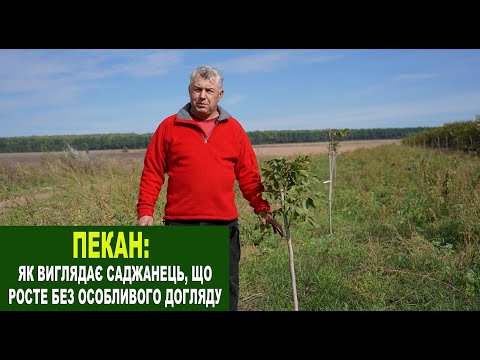 Видео: №208 Пекан: як виглядає саджанець, який ріс без особливого догляду