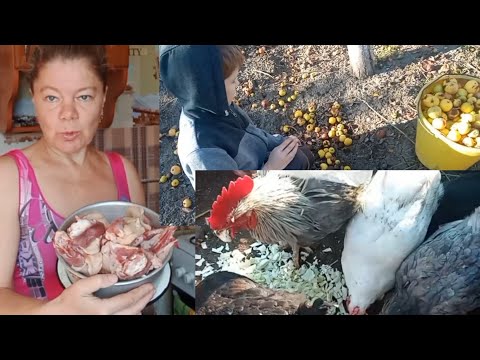 Видео: Ленивые голубцы с гусем/ Напугал меня/ Собираем падалицу.. Выходной