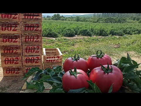 Видео: Памидор етиштириш буйича "ЙИЛ ДЕХКОНИ" Сукоклик Раим ака даласидамиз.