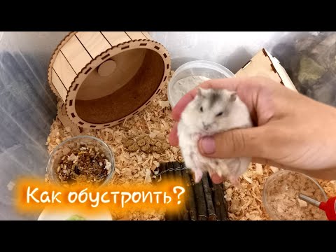 Видео: ИДЕАЛЬНЫЕ УСЛОВИЯ ДЛЯ ХОМЯКА? КАК ОБУСТРОИТЬ КЛЕТКУ? Хомуся