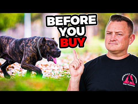 Видео: Подходит ли вам PRESA CANARIO?