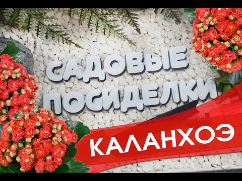 Видео: Каланхоэ - секреты ухода и выращивания в домашних условиях. Почему не цветет и желтеют листья.