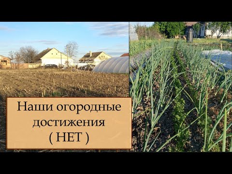 Видео: Что посадили на огороде в Сербии в 2022 году?