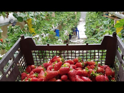 Видео: Клубника без солнца, миф или реальность?