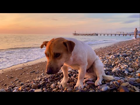 Видео: Город бродячих собак. Лазаревское г. Сочи. Уехали из Москвы с собаками зимовать на юга