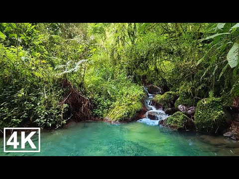 Видео: Спокойное лесное утро с пением птиц и тихим ручьём, расслабляющая лесная атмосфера