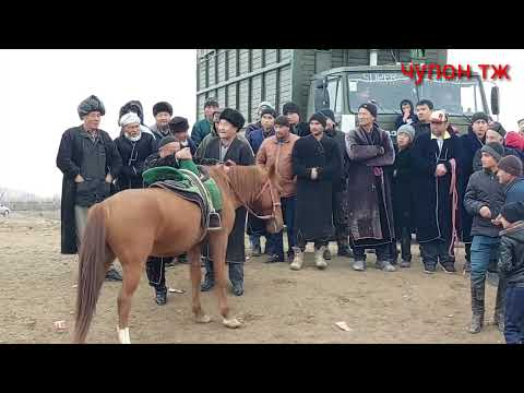 Видео: Кабадион Чимгилиш 2да Улок бузкаши 26 декабрь