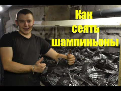 Видео: Посев шампиньонов! Как это происходит! Шампиньоны выращивание.