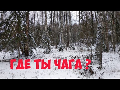 Видео: И снова за чагой , 100 км от города? Обзор помагатора!