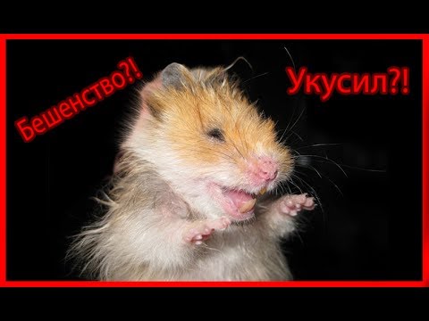Видео: Бешенство у хомяка: бывает ли? Что делать, если укусил?!