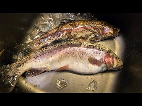 Видео: Իշխանի ձկնորսություն Հայաստանում 2024/Рыбалка на форель в Армении 2024/