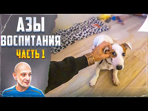 Видео: Азы воспитания (Часть 1) Джек-рассел-терьер