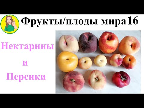 Видео: Фрукты   плоды мира 16 – Нектарины и Персики Сыроедение Фрукторианство