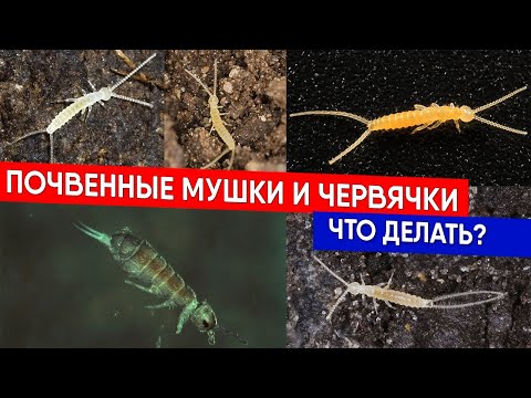 Видео: Почвенные мушки и червячки - что делать?
