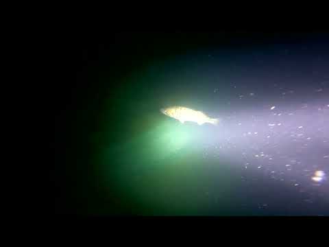 Видео: Ночная подводная  охота на судака. Каспий. Факел. Мангистауская обл.