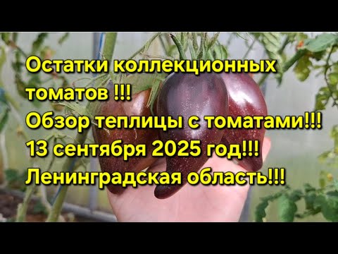 Видео: Коллекционные томаты в сентябре!!!ОГород на 13 сентября 2025 год!!!Ленинградская область!!!