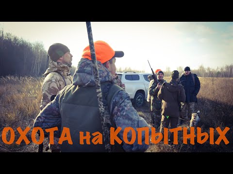 Видео: Открытие охоты на копытных. Продолжение часть 2.