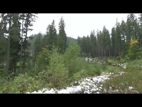 Видео: 05 жовтня 2025.Продовження гону оленя європейського в Карпатах.