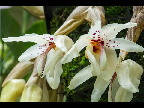 Видео: Выпуск 7. Орхидеи Стангопея. Всего несколько дней абсолютной радости — но оно того стоит! Июль 20...