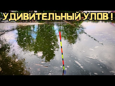 Видео: Такой улов ШОКИРУЕТ! Рыбалка на поплавок УДИВИЛА! Это ТРОФЕЙНЫЙ... Карась?!