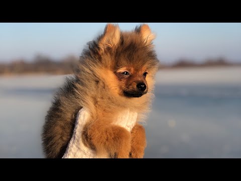 Видео: VLOG: ПЕРВАЯ ПРОГУЛКА ЩЕНКА ШПИЦА Бэтти❤️ мы на даче!❤️