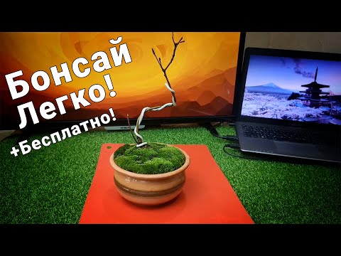 Видео: Как вырастить бонсай почти бесплатно? / С чего начать? / Где взять материал?