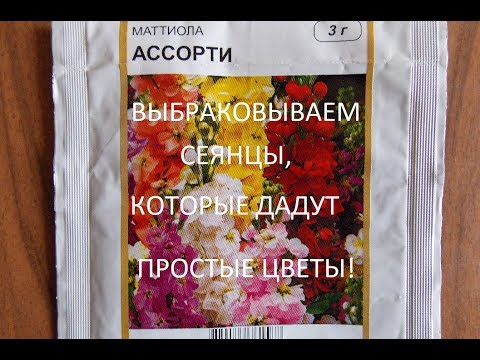 Видео: ЛЕВКОЙ МАХРОВЫЙ.В апреле вырываем сеянцы,которые не дадут махровые цветы.!!