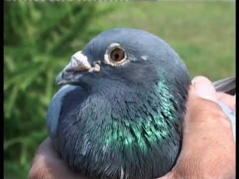 Видео: Life & Pigeons Частина 3