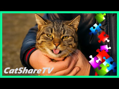 Видео: Голодный Кот Побежал К Кормушке!!  🔥