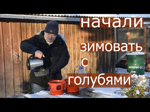 Видео: КАК ЖИВУТ МОИ ГОЛУБИ ЗИМОЙ. Вода, зерно, небо.