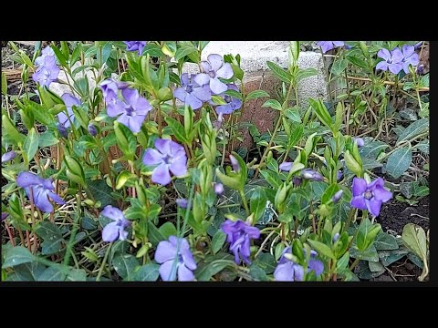 Видео: грунтопокривні в квітні🌷