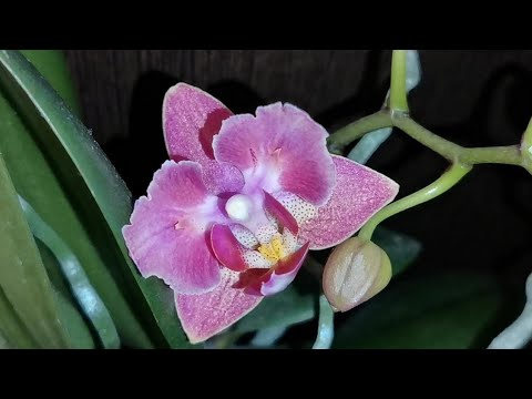 Видео: Цветонос из точки роста орхидеи - приговор или новая жизнь?