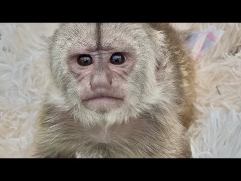 Видео: Я воспитываю Финика, который в прямом и переносном смысле  сел всем на голову!
