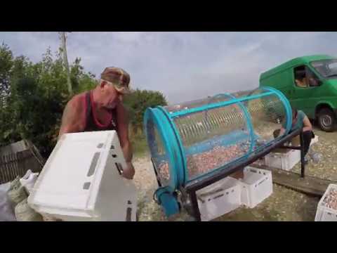 Видео: Калибровка зубчиков чеснока.