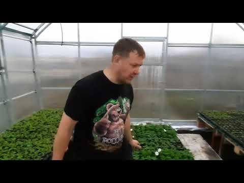 Видео: Недорого и быстро стеллажи в теплице для рассады.