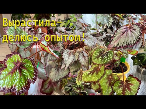 Видео: Бегонии – мои любимцы! Рассказываю всё, что знаю.