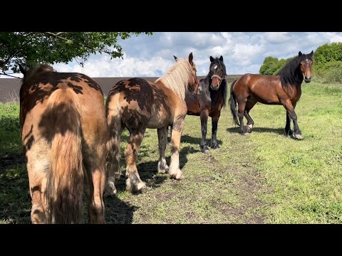 Видео: Наші коні🔥Кобила Марта на продажу💲Упряж на продаж💪Наш табун💣