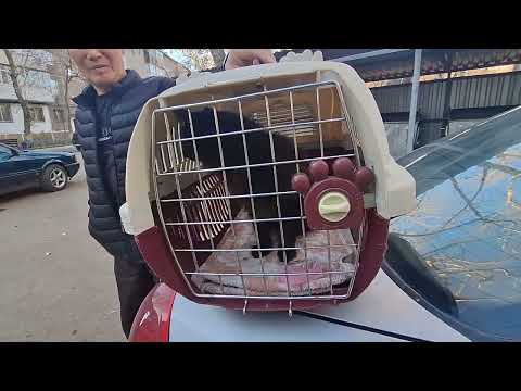 Видео: Новости от Карамельки.                Мама солит рыбу.