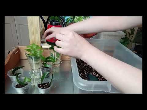 Видео: Посадка укоренившихся черенков эпифиллума "Марниеры" царицы ночи. часть 2