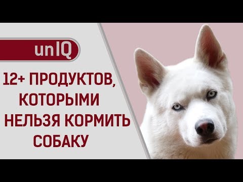 Видео: ЧЕМ НЕЛЬЗЯ КОРМИТЬ СОБАК?