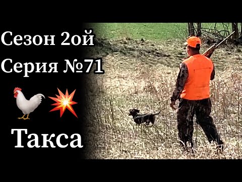 Видео: Охота с таксой на куропатку - такса делает стойку!