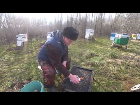 Видео: Пасека Лаврова. Видео по пчеловодству - очищаем донья от пчелиного подмора.