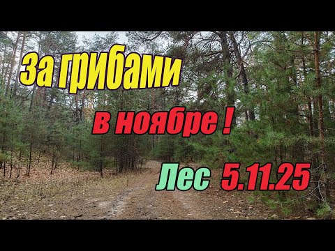 Видео: Грибы осени. За грибами в ноябре! Лес 5.11.25