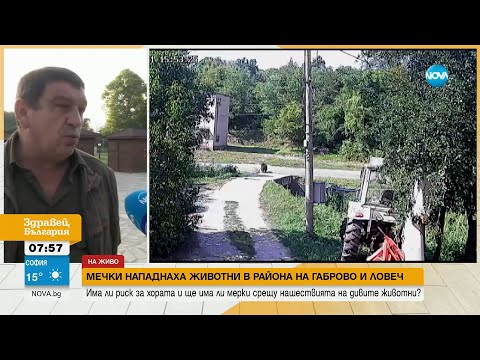 Видео: Мечки нападат животни в района на Габрово и Ловеч - Здравей, България (13.09.2023)